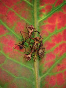 Козявки-насекомые