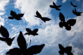 Черные бабочки