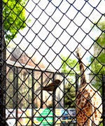 Свобода и заточение