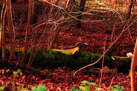 Красная осень