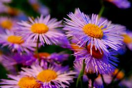 Сиреневые цветы