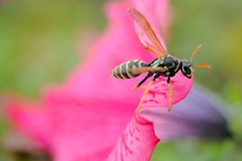 Бутон и оса