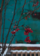 Лакомство снегирей