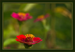 Красный контраст