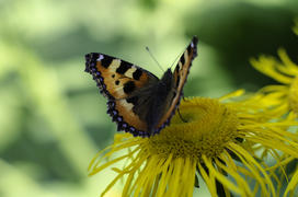 Бабочка на желтом цветке