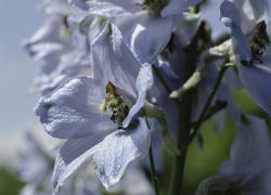 Голубой цветок