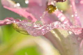 Лепестки и роса