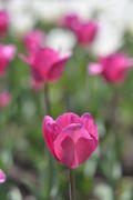 Розовый тюльпан