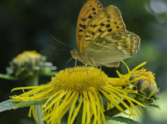 Оранжевая бабочка