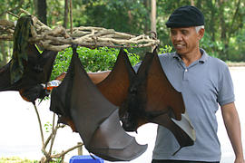 Человек и летучие мыши