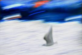 Белая птица