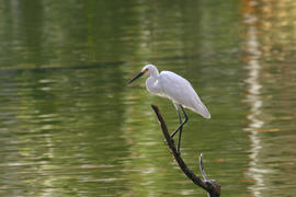 Белая птичка