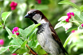 Птица среди зелени