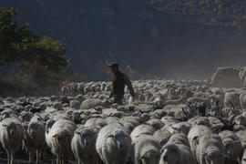 Пастух и стадо овец