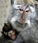 Обезьянки. Мама и ребенок