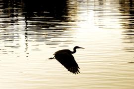 Птица летит