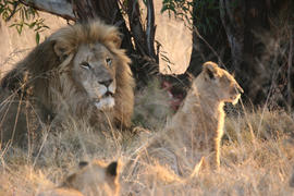 Лев и львицы