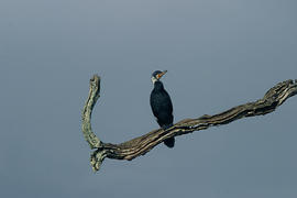 Птица на ветке
