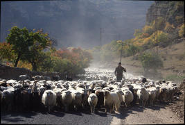 Пастух и стадо овец