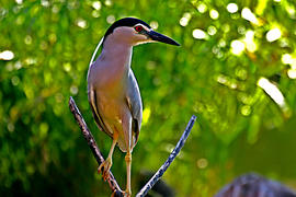 Гордая птичка