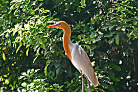 Бдительный взгляд птицы