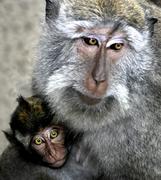Обезьяны. Мама и ребенок