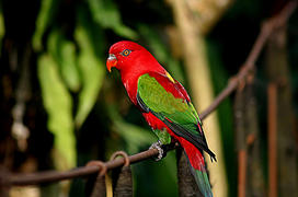 Птица, освещенная солнцем