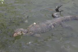 Плыву и радуюсь