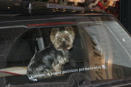 Собака в машине