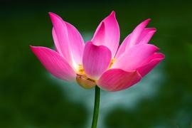 Сама нежность