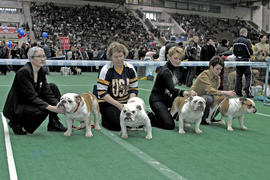 Женщины и собаки