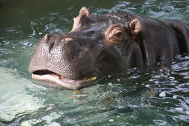 Бегемот плавает