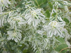 цветущий куст