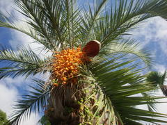 пальма и плоды