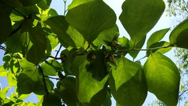 зеленые листья