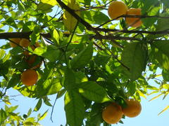 абрикосовое дерево