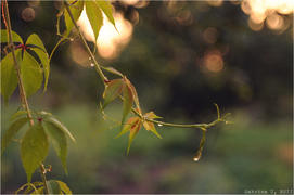 Дикий виноград