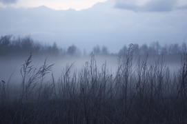 Влажная тишина