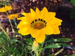 желтый цветок