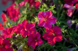 Яркие красные цветы