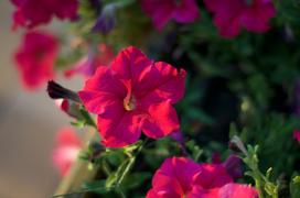 Яркие красные цветы