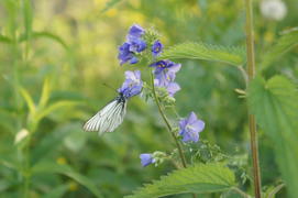 бабочка на цветке