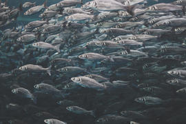 Множество рыб