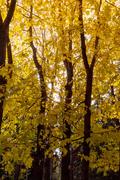 Осенняя листва на деревьях 