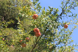 Растительность