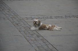 Собака лежащая на тротуаре