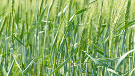 Пшеничное поле