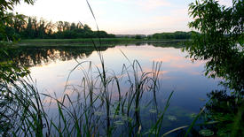 Поросший пруд вечером