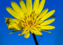 Зеленоглазка