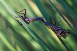 Акробатика